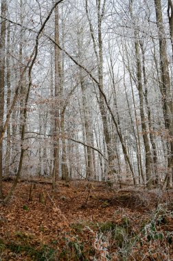 Soğuk bir kış gününde ormandaki ağaçların üzerindeki buz.
