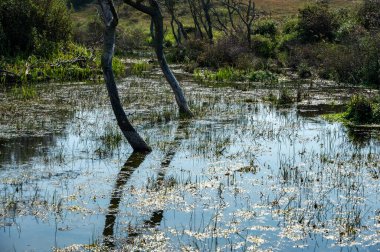 Hollanda 'da Egmond aan Zee yakınlarında, kumul bir doğa rezervinde ağaçlar suda duruyor.