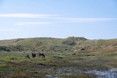Hollanda 'da Egmond aan Zee yakınlarında küçük bir gölde vahşi atlar.