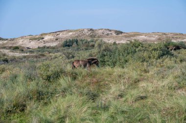 Konik vahşi atları ve Exmoor midillileri, Hollanda 'da Egmond aan Zee yakınlarındaki çalıların büyümesini engellemek için, doğal olarak kumulların idaresi için, bir doğa koruma alanında bir kumul arazisinde yaşarlar.