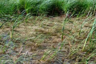 Yeşil sazlıklar ve otlar bir gölün kıyısında duruyor.