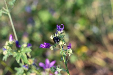 Siyah gül böceği (Oxythyrea funesta) yeşil bir doğal ortamda mor bir çiçekte çiftleşir.