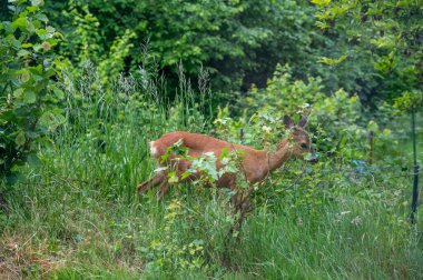 Yaban geyiği (Capreolus capreolus) yerleşim alanındaki yeşil bir bahçenin ortasında