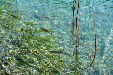 Küçük balıklar gölün berrak sularında yüzerler.