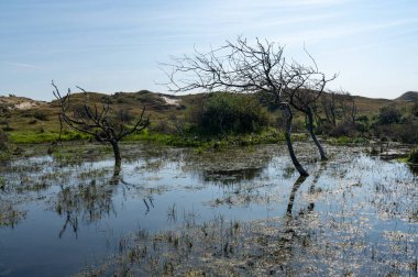 Hollanda 'da Egmond aan Zee yakınlarında, kumul bir doğa rezervinde ağaçlar suda duruyor.