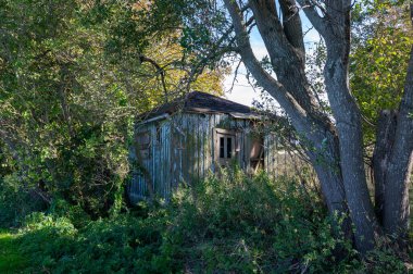 Doğada ağaçlarla çevrili eski, harap ahşap bir kulübe.