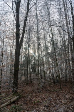 Soğuk bir kış gününde ormandaki ağaçların üzerindeki buz.