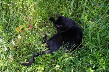 Yeşil bir çayırda elinde çiçeklerle bir kara kedi uzanıyor ve kelebeği izliyor..