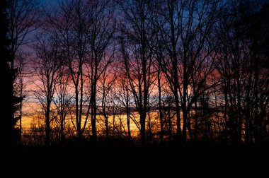 Çıplak ağaçlar canlı bir günbatımına karşı siluet halinde duruyorlar. Gökyüzü turuncu, pembe ve mavinin tonlarından geçer..