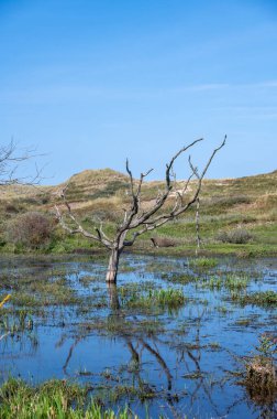 Hollanda 'da Egmond aan Zee yakınlarında, kumul bir doğa koruma alanında, suda bir ağaç duruyor.