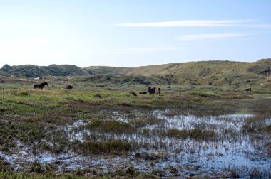 Hollanda 'da Egmond aan Zee yakınlarında küçük bir gölde vahşi atlar.