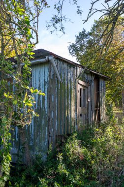 Doğada ağaçlarla çevrili eski, harap ahşap bir kulübe.