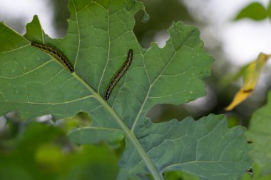 Lahana tırtılı yeşil yapraklı beyaz kelebek.