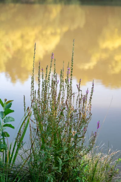 Gölün kıyısındaki bitkiler, sudaki ağaç yansımaları.