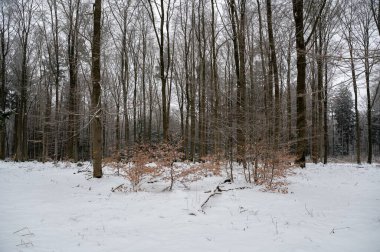 Kahverengi yapraklı genç kayın ağacı, karlı bir kış ormanında kurumuş yapraklar.