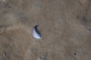 Kuzey Denizi kıyısındaki nemli kumda bir kuş tüyü uzanır..