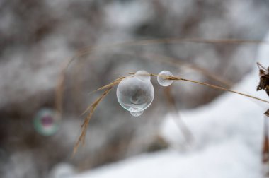 Donmuş sabun köpükleri bir çimen yaprağında, soğuk bir kış günü doğada karla birlikte.
