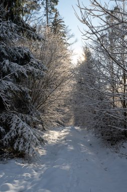Almanya 'nın Bavyera bölgesindeki Spessart bölgesinde güneşli bir kış gününde yolu olan bir ormanda karla dolu ağaçlar.