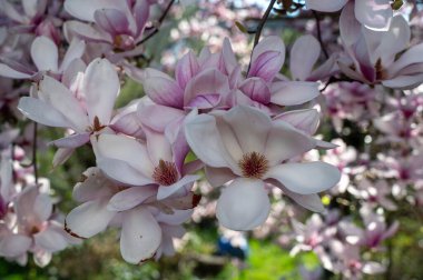 Bir ağacın dallarında manolya çiçeklerinin yakın çekimi