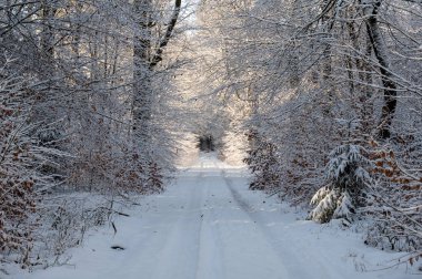Almanya 'nın Bavyera bölgesindeki Spessart bölgesinde güneşli bir kış gününde yolu olan bir ormanda karla dolu ağaçlar.