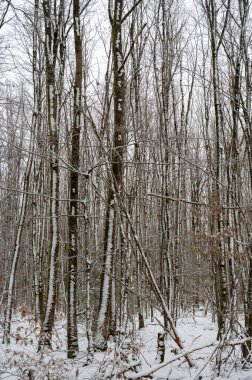 Soğuk bir kış gününde ormandaki karla kaplı ağaçlar