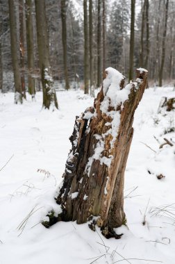 Soğuk bir kış gününde, karla kaplı bir ormanın önünde çürümüş bir ağaç kütüğü.
