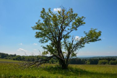Almanya 'nın yüksek Rhoen bölgesinde yeşil bir çayırda büyük bir ağaç.