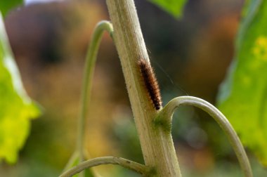 Kahverengi tüylü kaplan güvesi yeşil doğada bir bitki üzerinde tırtıl