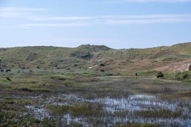 Hollanda 'da Egmond aan Zee yakınlarında küçük bir gölde vahşi atlar.