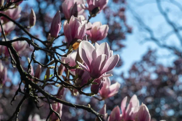Magnolia mavi gökyüzü olan bir ağaçta çiçek açar.