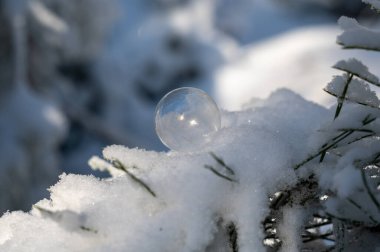 Donmuş sabun köpüğü, doğadaki soğuk bir kış gününde, karlı bir köknar dalında yatar.