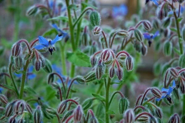 Borage in the meadow — Stock Photo, Image