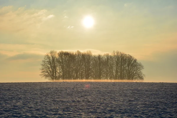 Schneefeld mit Baumgruppe beim Sonnenaufgang