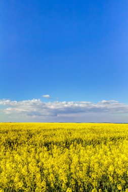 Sarı yağ çekirdeği tecavüz sahası