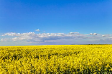 Sarı yağ çekirdeği tecavüz sahası