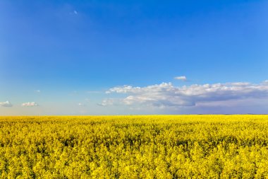 Sarı yağ çekirdeği tecavüz sahası