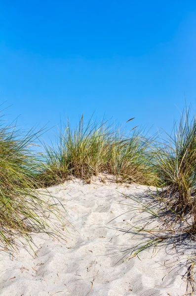 Praia e dunas com grama de praia no verão — Fotografia de Stock