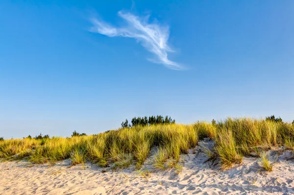 Praia e dunas com grama de praia no verão — Fotografia de Stock