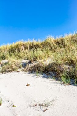 Plaj ve dunes beachgrass ile