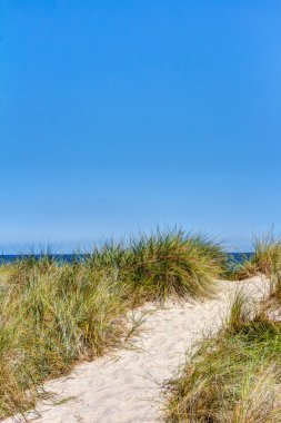 Plaj ve dunes beachgrass ile