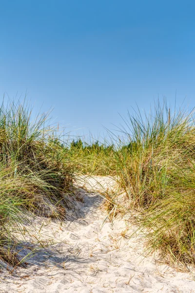 Praia e dunas com beachgrass — Fotografia de Stock