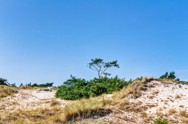 Praia e dunas com beachgrass — Fotografia de Stock