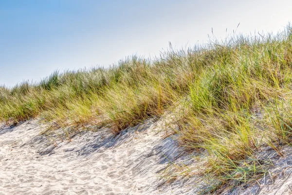 Praia e dunas com beachgrass — Fotografia de Stock