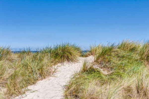 Strand og sanddyner med strandgress – stockfoto