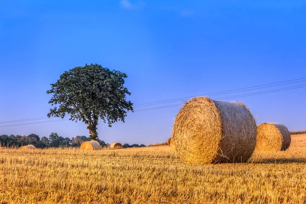 Cosechando fardos de haye — Foto de Stock