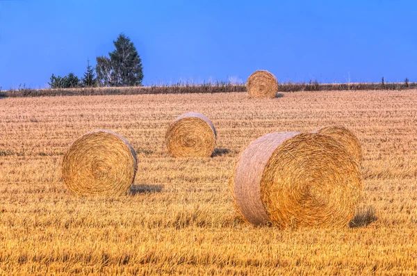 Harvesting haye bales — Stock Photo, Image