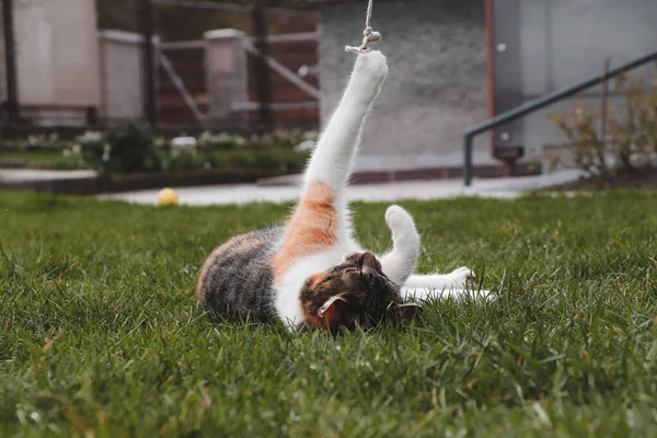 Felis Catus Domesticus Bawiący Się Nitką Ogrodzie Kot Próbuje Złapać — Zdjęcie stockowe