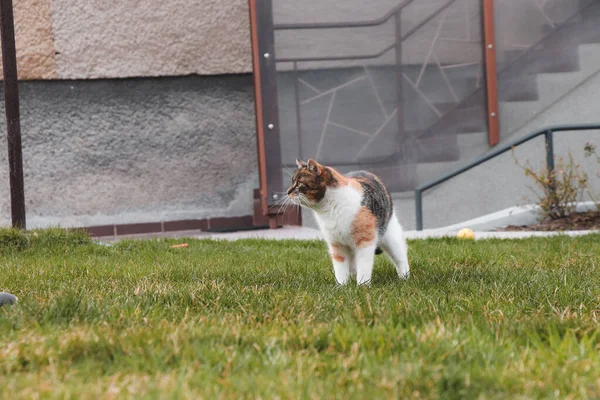 Όμορφη Έγχρωμη Γάτα Στέκεται Ακίνητη Και Βλέπει Στον Κήπο Felis — Φωτογραφία Αρχείου