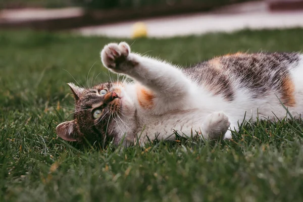 Felis Catus Domesticus Ćwiczy Poranną Jogę Rozciąga Wszystkie Słabe Mięśnie — Zdjęcie stockowe