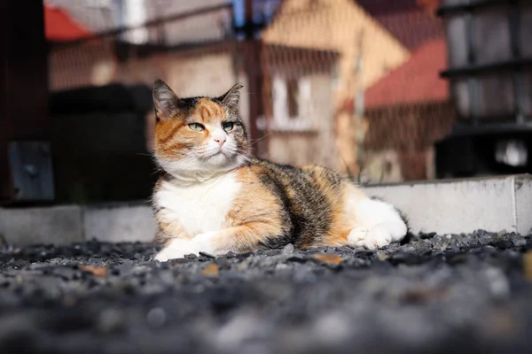 Piękny Kot Pławi Się Słońcu Ciepłych Skałach Lubi Nic Nie — Zdjęcie stockowe